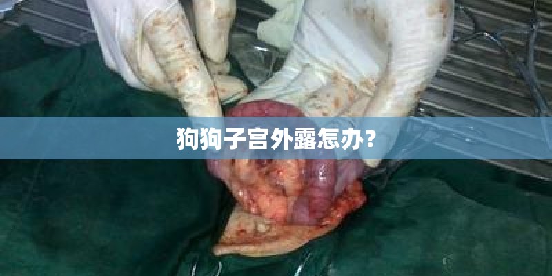 狗狗子宫外露怎办？