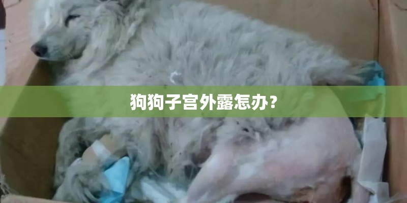 狗狗子宫外露怎办？