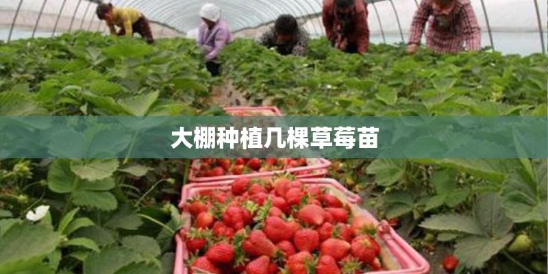 大棚种植几棵草莓苗