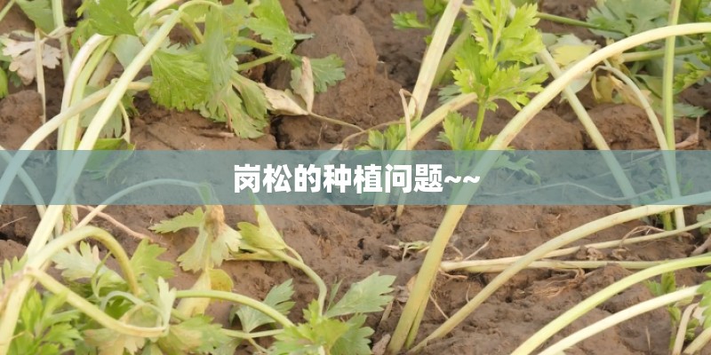 岗松的种植问题~~