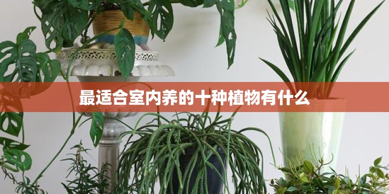 最适合室内养的十种植物有什么