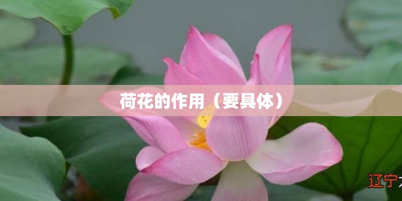 荷花的作用（要具体）