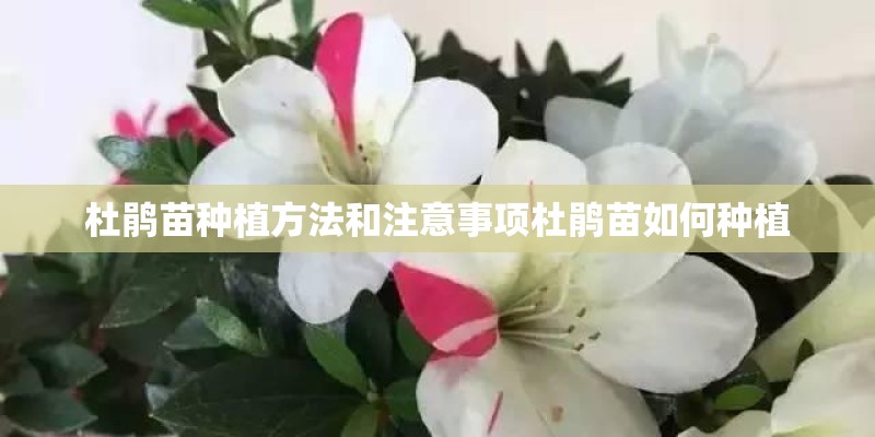 杜鹃苗种植方法和注意事项杜鹃苗如何种植