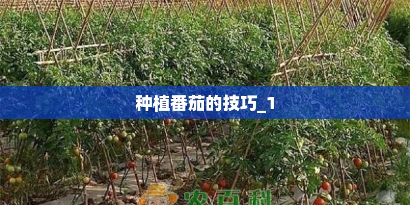 种植番茄的技巧_1