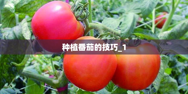种植番茄的技巧_1