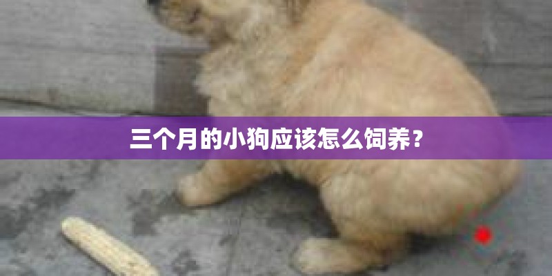 三个月的小狗应该怎么饲养？