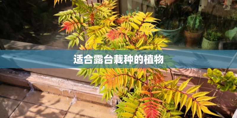 适合露台栽种的植物 适合露台栽种的植物