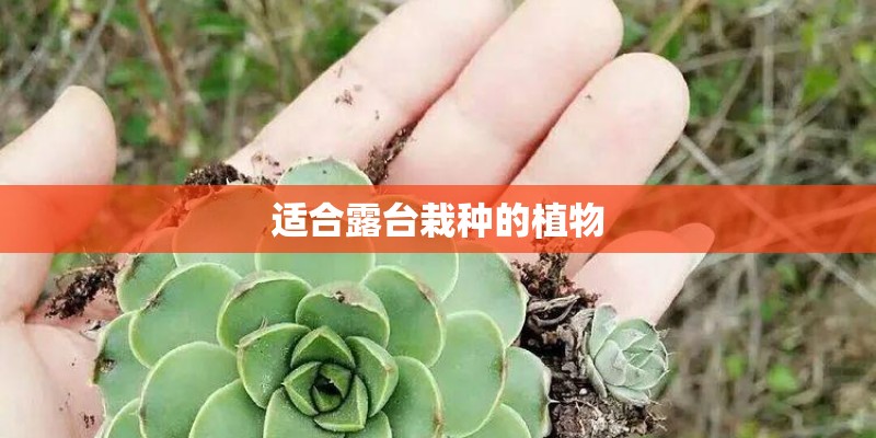 适合露台栽种的植物 适合露台栽种的植物