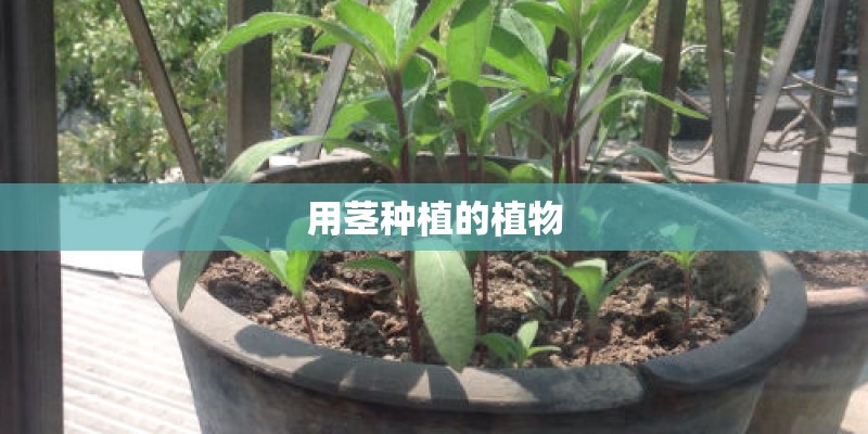 用茎种植的植物