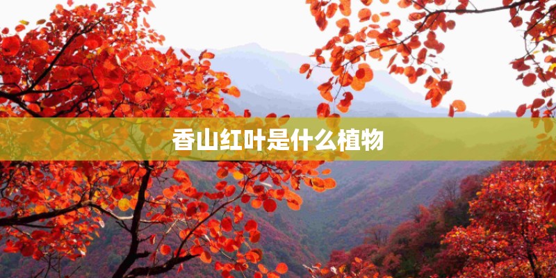 香山红叶是什么植物