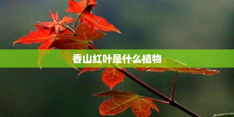 香山红叶是什么植物
