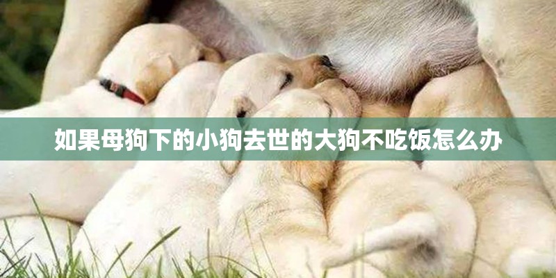 如果母狗下的小狗去世的大狗不吃饭怎么办 如果母狗下的小狗去世的大狗不吃饭怎么办