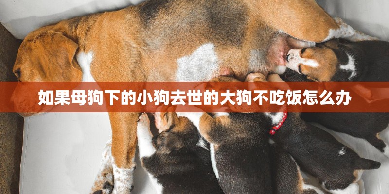 如果母狗下的小狗去世的大狗不吃饭怎么办 如果母狗下的小狗去世的大狗不吃饭怎么办
