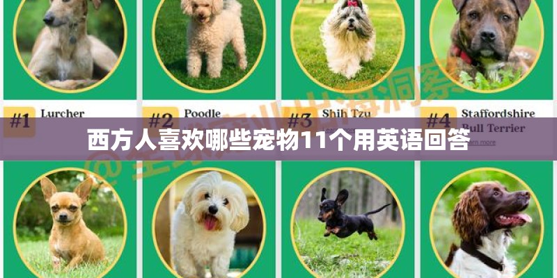 西方人喜欢哪些宠物11个用英语回答