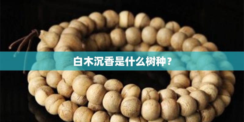 白木沉香是什么树种？