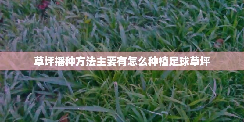 草坪播种方法主要有怎么种植足球草坪