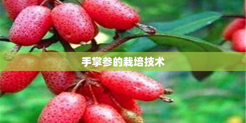 手掌参的栽培技术 手掌参的栽培技术