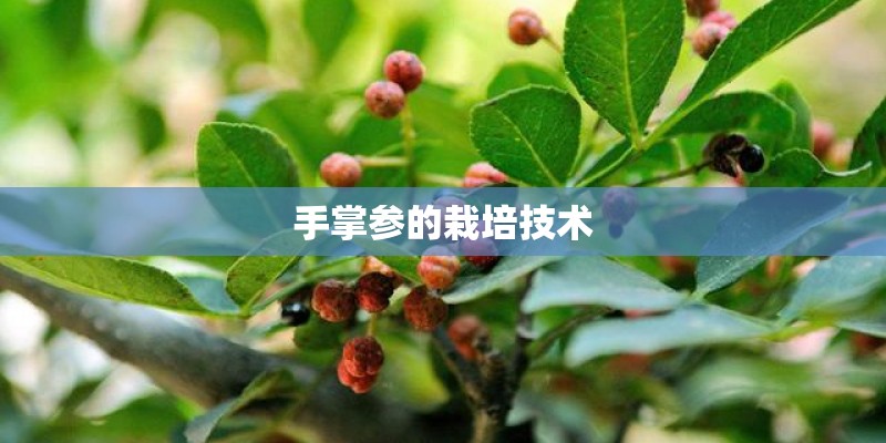 手掌参的栽培技术 手掌参的栽培技术