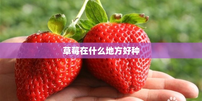 草莓在什么地方好种