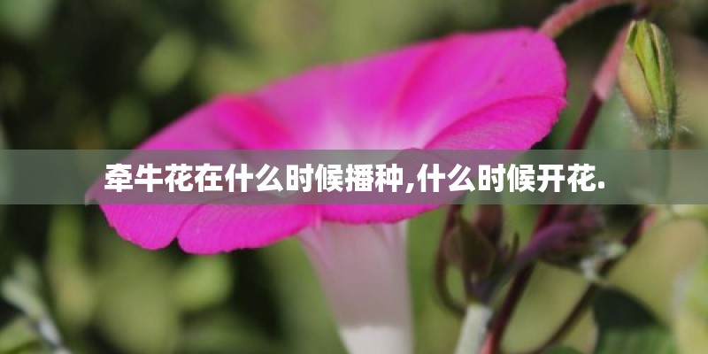 牵牛花在什么时候播种,什么时候开花.