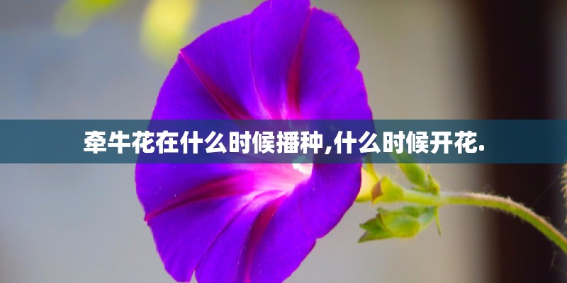 牵牛花在什么时候播种,什么时候开花.