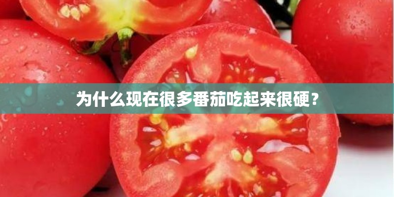 为什么现在很多番茄吃起来很硬？