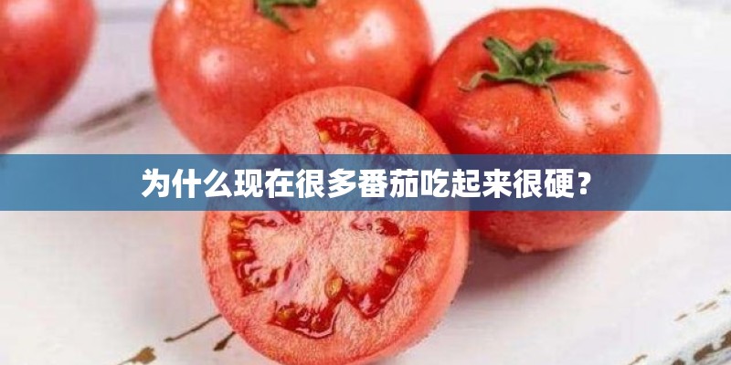 为什么现在很多番茄吃起来很硬？