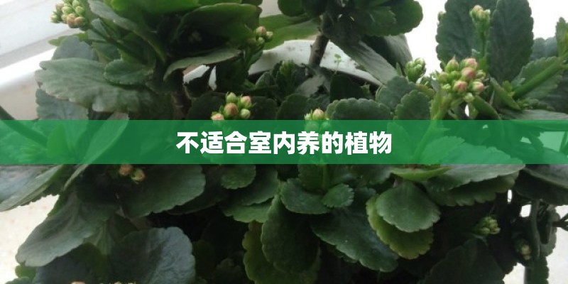 不适合室内养的植物