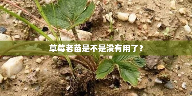 草莓老苗是不是没有用了？
