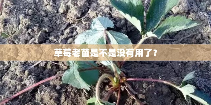 草莓老苗是不是没有用了？