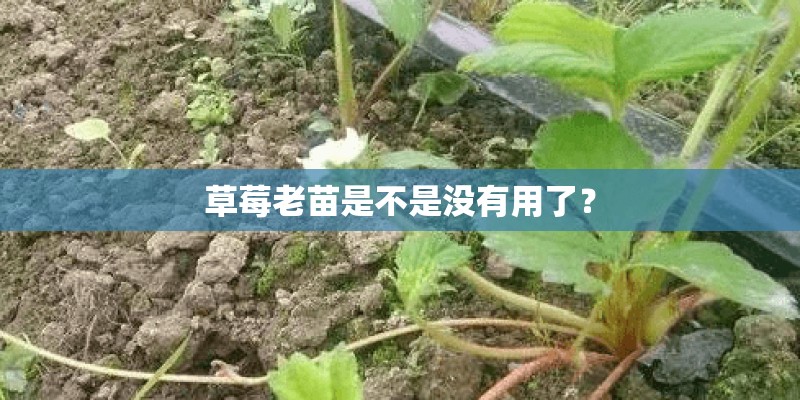 草莓老苗是不是没有用了？