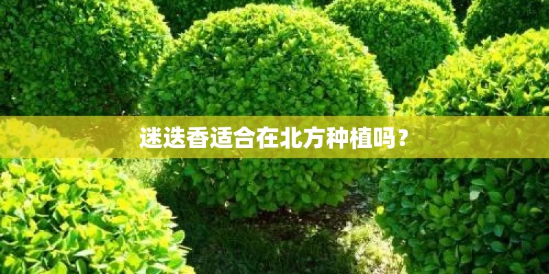 迷迭香适合在北方种植吗？