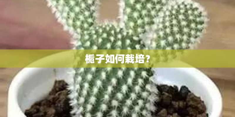 栀子如何栽培？