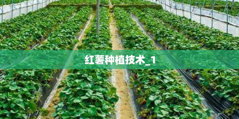 红薯种植技术_1