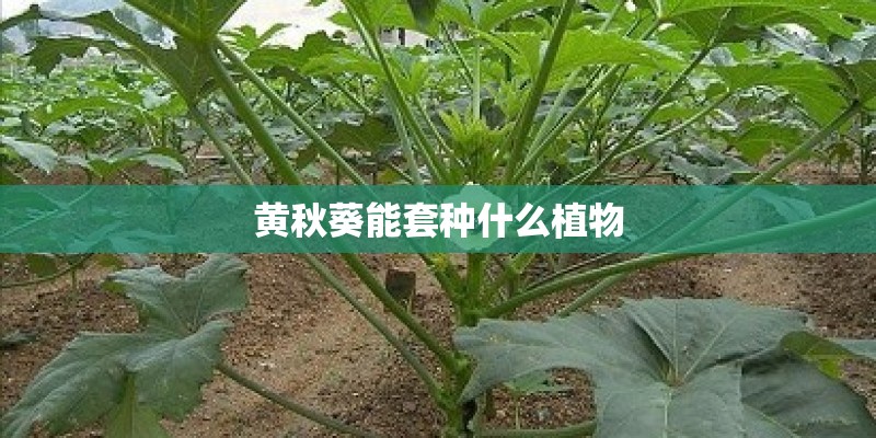黄秋葵能套种什么植物 黄秋葵能套种什么植物