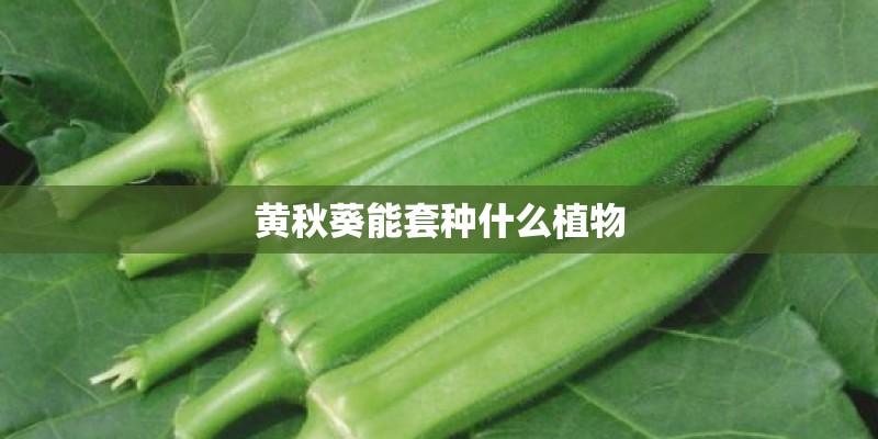 黄秋葵能套种什么植物 黄秋葵能套种什么植物
