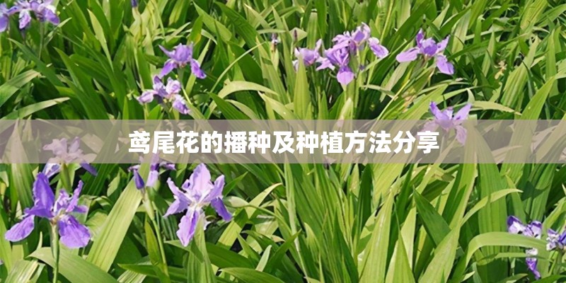 鸢尾花的播种及种植方法分享