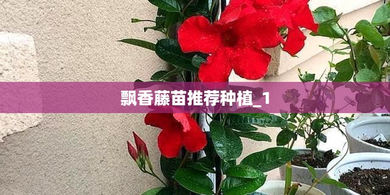 飘香藤苗推荐种植_1