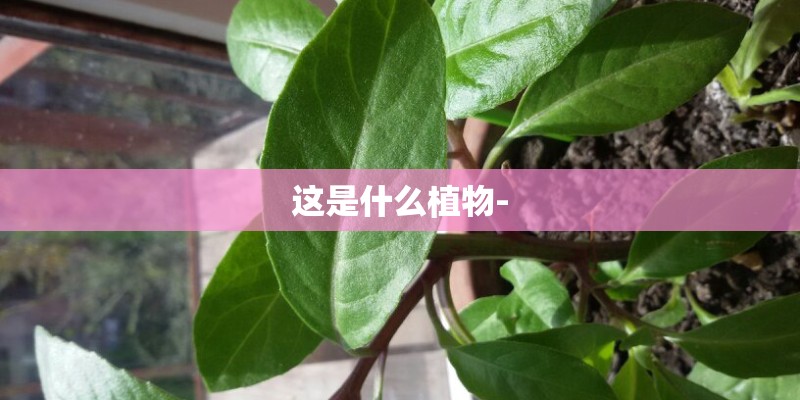这是什么植物-