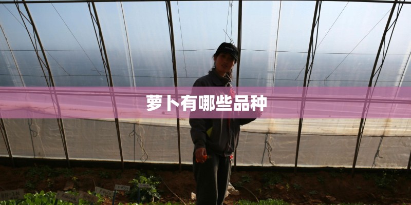 萝卜有哪些品种