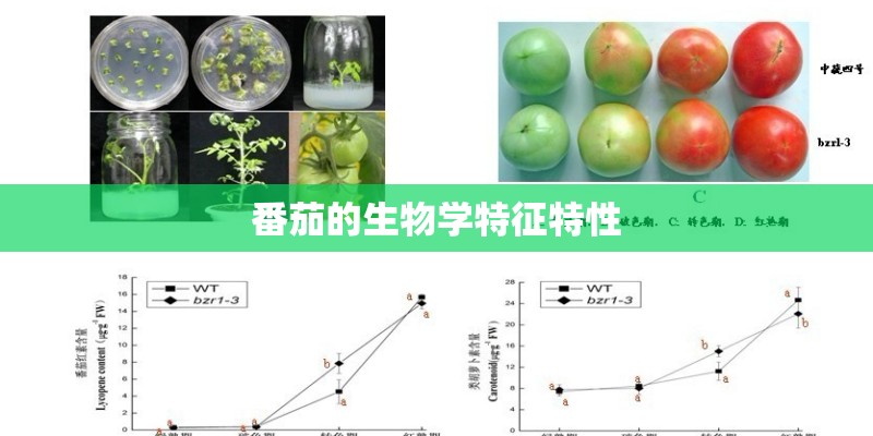 番茄的生物学特征特性