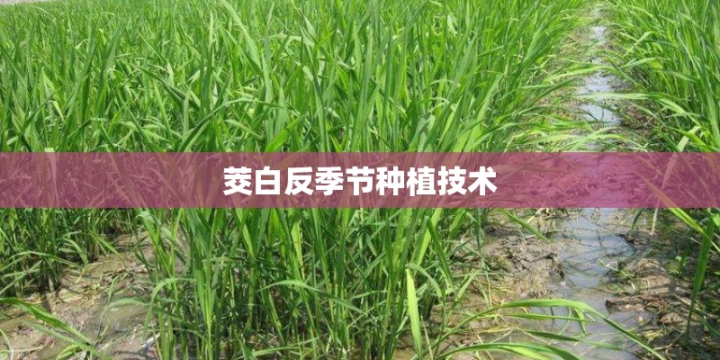 茭白反季节种植技术