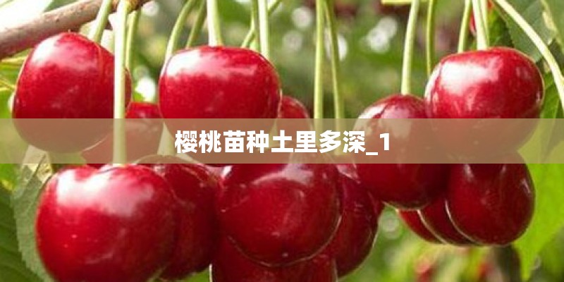 樱桃苗种土里多深_1