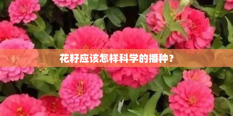 花籽应该怎样科学的播种？