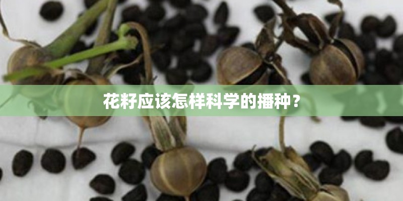 花籽应该怎样科学的播种？