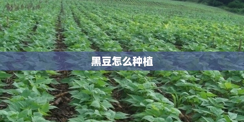 黑豆怎么种植