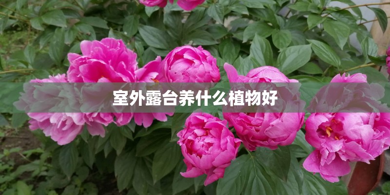 室外露台养什么植物好