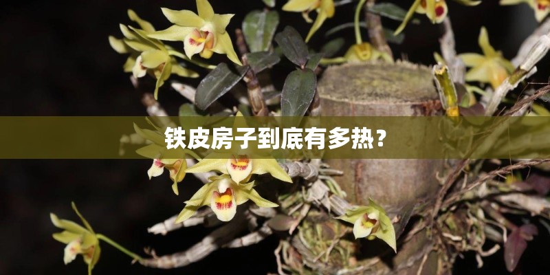 铁皮房子到底有多热？