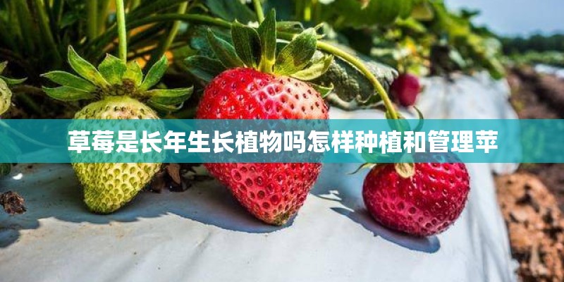 草莓是长年生长植物吗怎样种植和管理苹