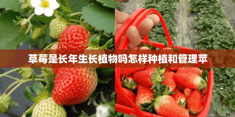 草莓是长年生长植物吗怎样种植和管理苹